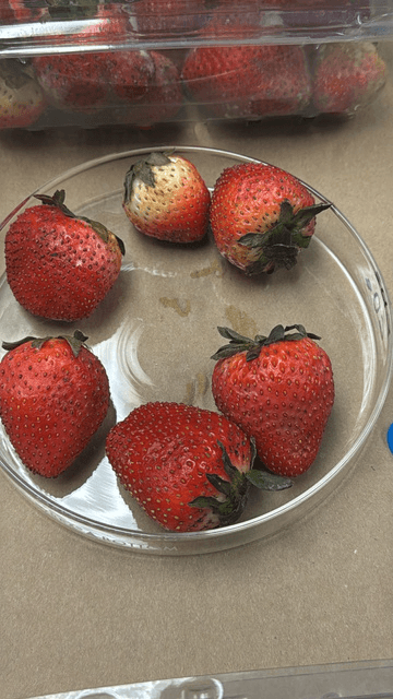 Fresas con recubrimiento comestible de pectina y quitosano durante el almacenamiento